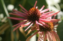 echinacea